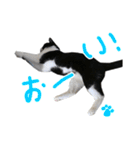 ハチワレ猫のろろちゃんのスタンプ4（個別スタンプ：18）