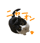ハチワレ猫のろろちゃんのスタンプ4（個別スタンプ：19）