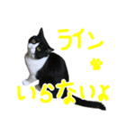 ハチワレ猫のろろちゃんのスタンプ4（個別スタンプ：20）