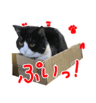 ハチワレ猫のろろちゃんのスタンプ4（個別スタンプ：21）
