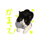 ハチワレ猫のろろちゃんのスタンプ4（個別スタンプ：22）