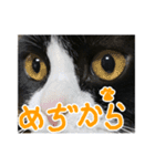 ハチワレ猫のろろちゃんのスタンプ4（個別スタンプ：23）