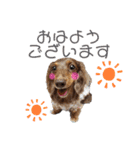 4チョコタンby晩ママ（個別スタンプ：1）