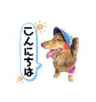 4チョコタンby晩ママ（個別スタンプ：2）