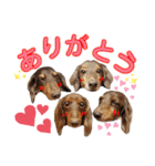 4チョコタンby晩ママ（個別スタンプ：6）