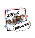4チョコタンby晩ママ（個別スタンプ：7）