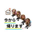 4チョコタンby晩ママ（個別スタンプ：10）