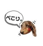4チョコタンby晩ママ（個別スタンプ：15）