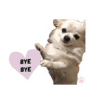 nagisa's dog（個別スタンプ：4）