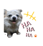 nagisa's dog（個別スタンプ：5）