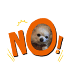 nagisa's dog（個別スタンプ：11）
