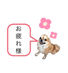 nagisa's dog（個別スタンプ：12）