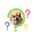 nagisa's dog（個別スタンプ：13）