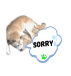 nagisa's dog（個別スタンプ：14）