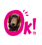 nagisa's dog（個別スタンプ：16）