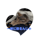 やっぱりココアでしょ！！（個別スタンプ：9）