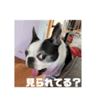 やっぱりココアでしょ！！（個別スタンプ：10）