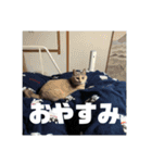 やっぱりココアでしょ！！（個別スタンプ：15）