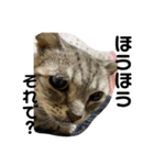 清水家の3ねこ。（個別スタンプ：1）