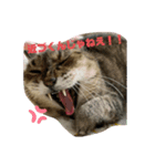 清水家の3ねこ。（個別スタンプ：3）