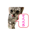清水家の3ねこ。（個別スタンプ：4）