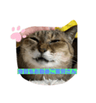 清水家の3ねこ。（個別スタンプ：5）