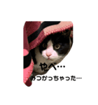 清水家の3ねこ。（個別スタンプ：6）