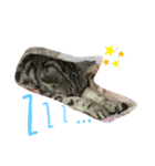 清水家の3ねこ。（個別スタンプ：7）
