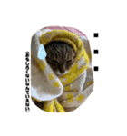清水家の3ねこ。（個別スタンプ：8）
