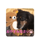ぼくダックスフンドのハッピー（個別スタンプ：1）