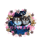 Chihuahua's song ソラとリズ（個別スタンプ：1）