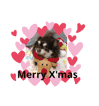 Chihuahua's song ソラとリズ（個別スタンプ：2）