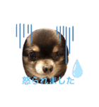 Chihuahua's song ソラとリズ（個別スタンプ：4）