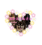 Chihuahua's song ソラとリズ（個別スタンプ：5）