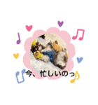 Chihuahua's song ソラとリズ（個別スタンプ：6）