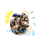 Chihuahua's song ソラとリズ（個別スタンプ：8）