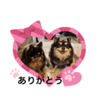 Chihuahua's song ソラとリズ（個別スタンプ：10）