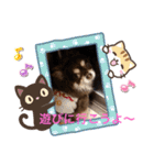 Chihuahua's song ソラとリズ（個別スタンプ：13）