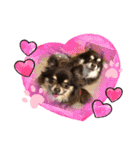 Chihuahua's song ソラとリズ（個別スタンプ：16）