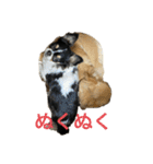 anjewel vol 6 チワワ（個別スタンプ：8）