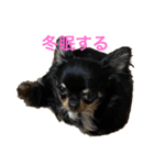 anjewel vol 6 チワワ（個別スタンプ：11）
