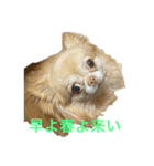anjewel vol 6 チワワ（個別スタンプ：13）