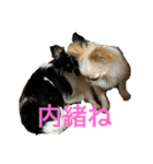 anjewel vol 6 チワワ（個別スタンプ：15）
