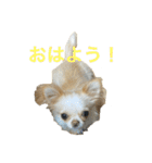 anjewel vol 6 チワワ（個別スタンプ：16）