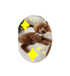 チョコペー（個別スタンプ：1）