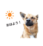 写メなのであるうちの犬（個別スタンプ：1）