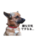 写メなのであるうちの犬（個別スタンプ：2）