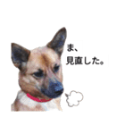 写メなのであるうちの犬（個別スタンプ：4）
