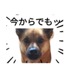 写メなのであるうちの犬（個別スタンプ：5）