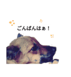 写メなのであるうちの犬（個別スタンプ：6）